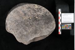 Foto (Objekt + Etikett) von Knorria imbricata Sternbg. (NHMW-GEO-2024-0188-11227)